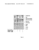 Phosphorylated NF45 Biomarkers, Antibodies And Methods Of Using Same diagram and image