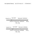 METHODS FOR TESTING LIGAND BINDING TO G PROTEIN-COUPLED RECEPTORS diagram and image