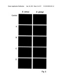 RAPID FRET-BASED DIAGNOSIS OF BACTERIAL PATHOGENS diagram and image