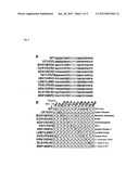 RATIONALLY-DESIGNED MEGANUCLEASES WITH ALTERED SEQUENCE SPECIFICITY AND     DNA-BINDING AFFINITY diagram and image