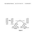 PRODUCTION OF L-RIBOSE AND OTHER RARE SUGARS diagram and image