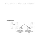 PRODUCTION OF L-RIBOSE AND OTHER RARE SUGARS diagram and image