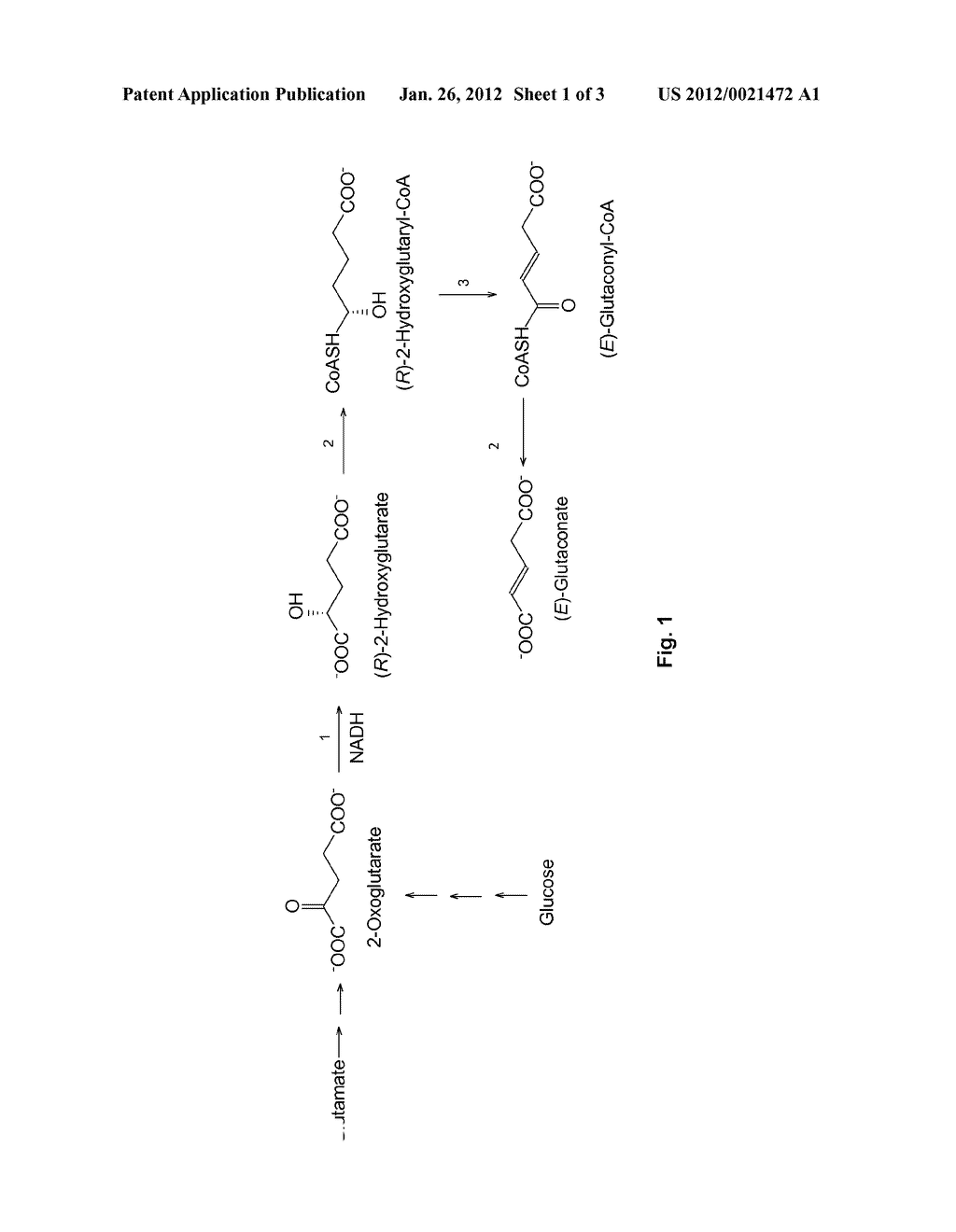 Method for the Production of Glutaconate - diagram, schematic, and image 02