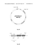 Method for the Production of Glutaconate diagram and image