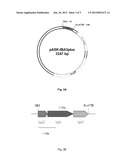 Method for the Production of Glutaconate diagram and image