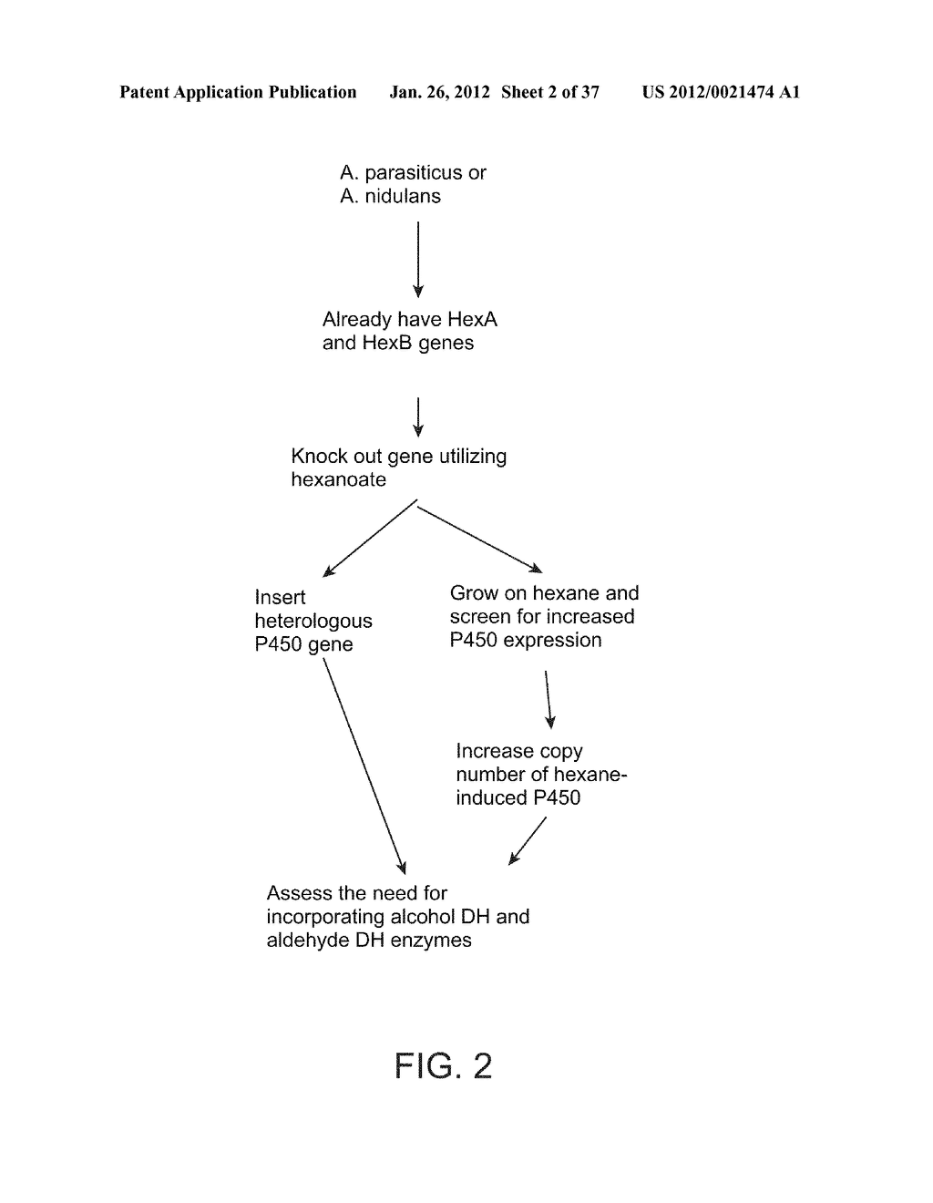 BIOLOGICAL METHODS FOR PREPARING ADIPIC ACID - diagram, schematic, and image 03