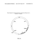 BIOLOGICAL METHODS FOR PREPARING ADIPIC ACID diagram and image