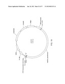 BIOLOGICAL METHODS FOR PREPARING ADIPIC ACID diagram and image