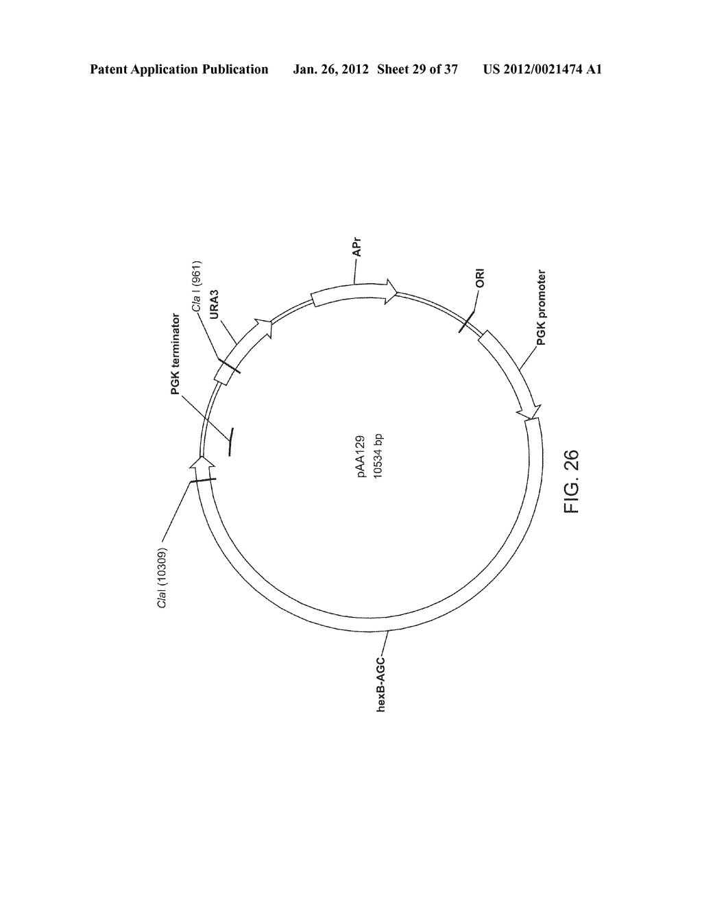 BIOLOGICAL METHODS FOR PREPARING ADIPIC ACID - diagram, schematic, and image 30