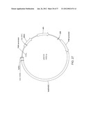 BIOLOGICAL METHODS FOR PREPARING ADIPIC ACID diagram and image