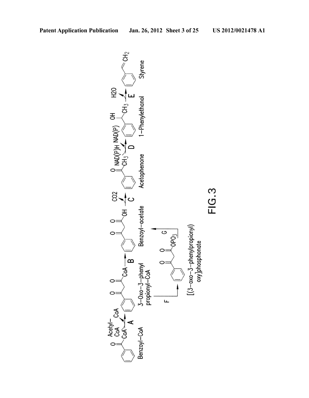 MICROORGANISMS AND METHODS FOR THE BIOSYNTHESIS OF AROMATICS,     2,4-PENTADIENOATE AND 1,3-BUTADIENE - diagram, schematic, and image 04