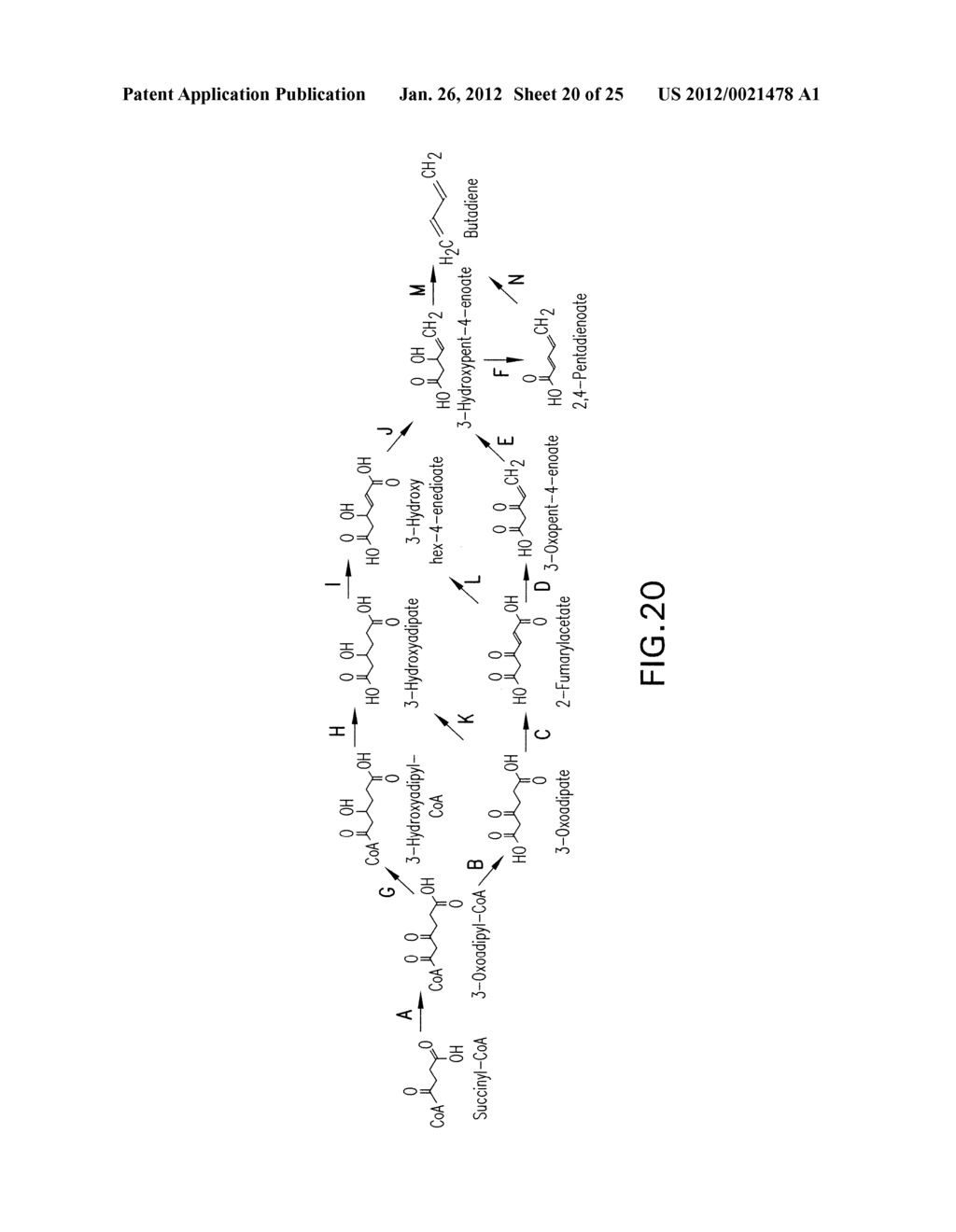 MICROORGANISMS AND METHODS FOR THE BIOSYNTHESIS OF AROMATICS,     2,4-PENTADIENOATE AND 1,3-BUTADIENE - diagram, schematic, and image 21