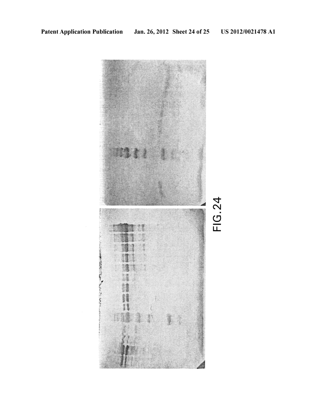 MICROORGANISMS AND METHODS FOR THE BIOSYNTHESIS OF AROMATICS,     2,4-PENTADIENOATE AND 1,3-BUTADIENE - diagram, schematic, and image 25