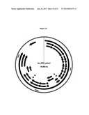 Systems of Hydrogen Production in Bacteria diagram and image