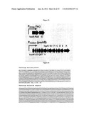 Systems of Hydrogen Production in Bacteria diagram and image