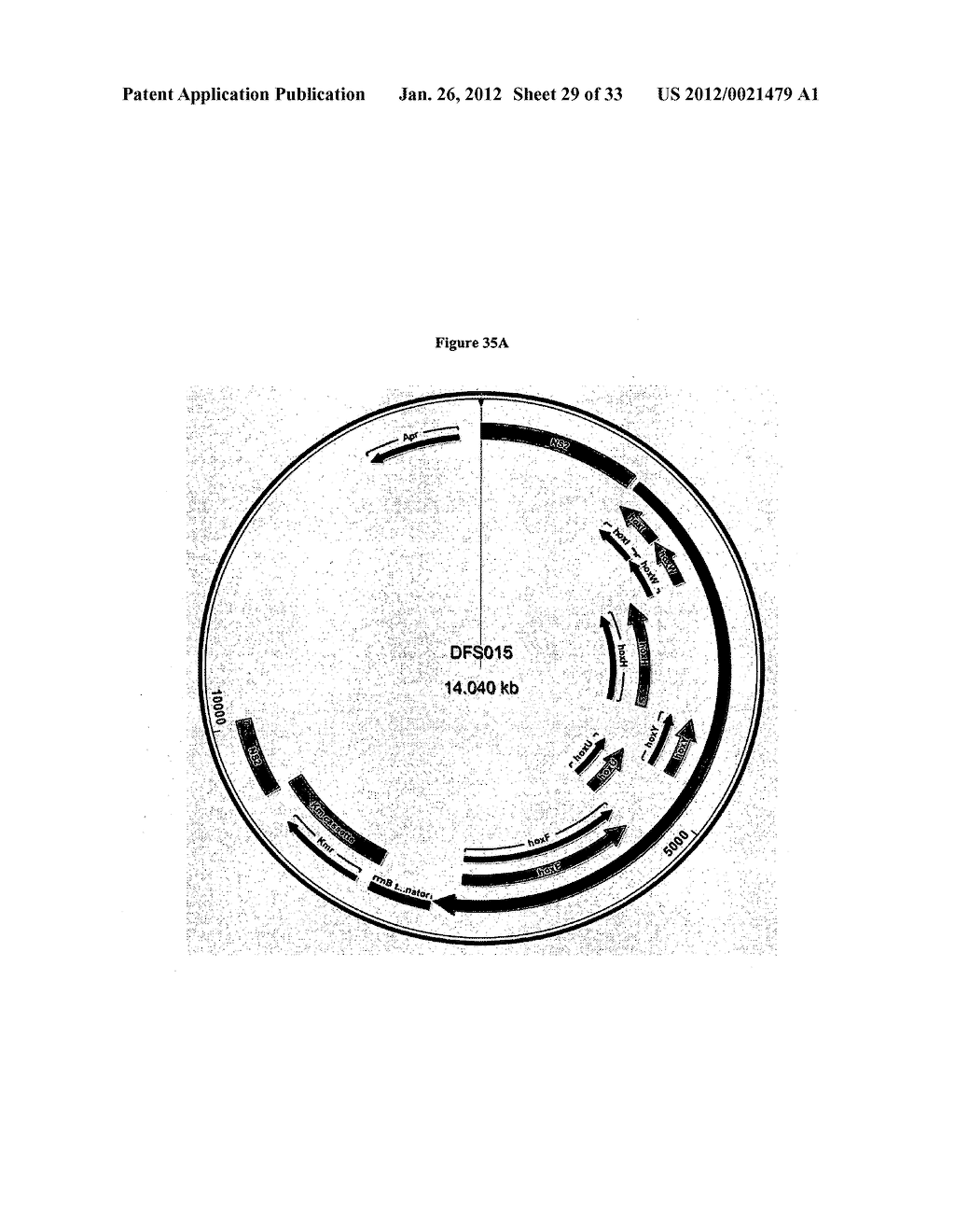 Systems of Hydrogen Production in Bacteria - diagram, schematic, and image 30