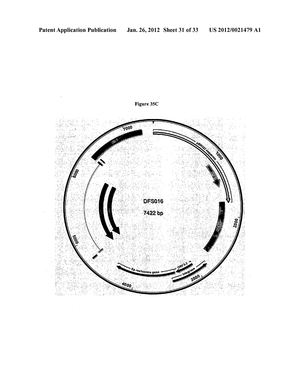 Systems of Hydrogen Production in Bacteria - diagram, schematic, and image 32