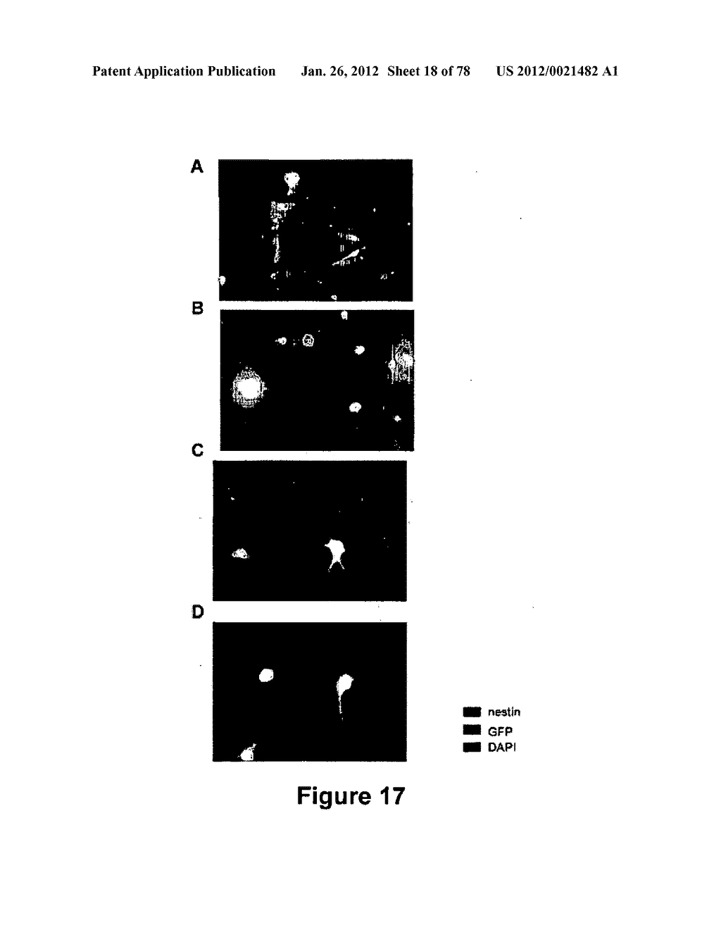 METHODS FOR ISOLATING VERY SMALL EMBRYONIC-LIKE (VSEL) STEM CELLS - diagram, schematic, and image 19