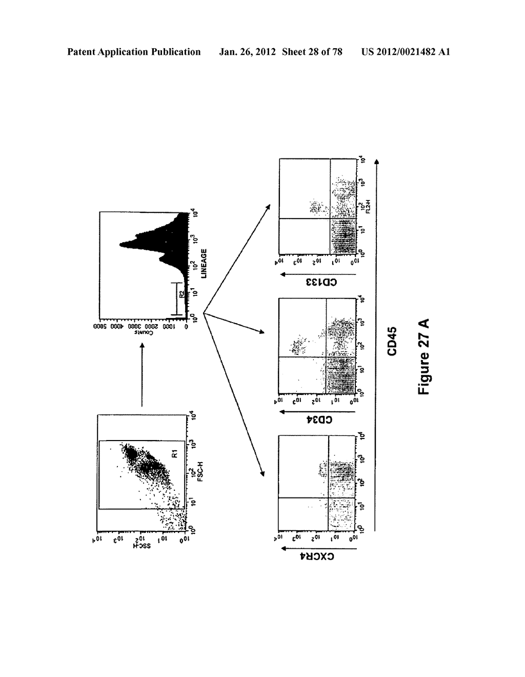 METHODS FOR ISOLATING VERY SMALL EMBRYONIC-LIKE (VSEL) STEM CELLS - diagram, schematic, and image 29