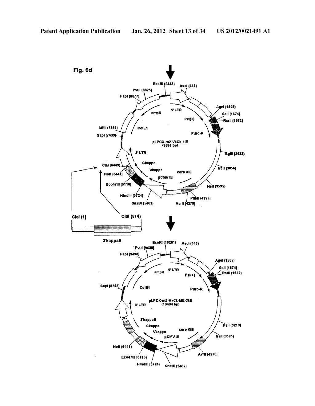 IDENTIFICATION OF ANTIGEN OR LIGAND-SPECIFIC BINDING PROTEINS - diagram, schematic, and image 14