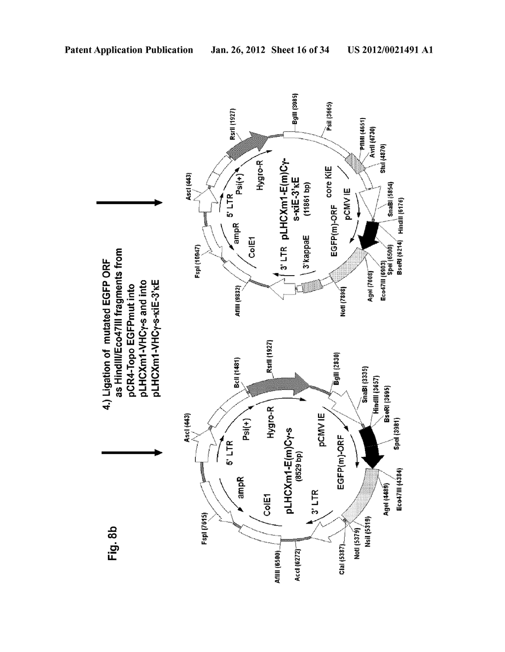 IDENTIFICATION OF ANTIGEN OR LIGAND-SPECIFIC BINDING PROTEINS - diagram, schematic, and image 17