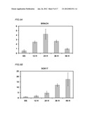 PREPRIMITIVE STREAK AND MESENDODERM CELLS diagram and image