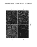 PREPRIMITIVE STREAK AND MESENDODERM CELLS diagram and image