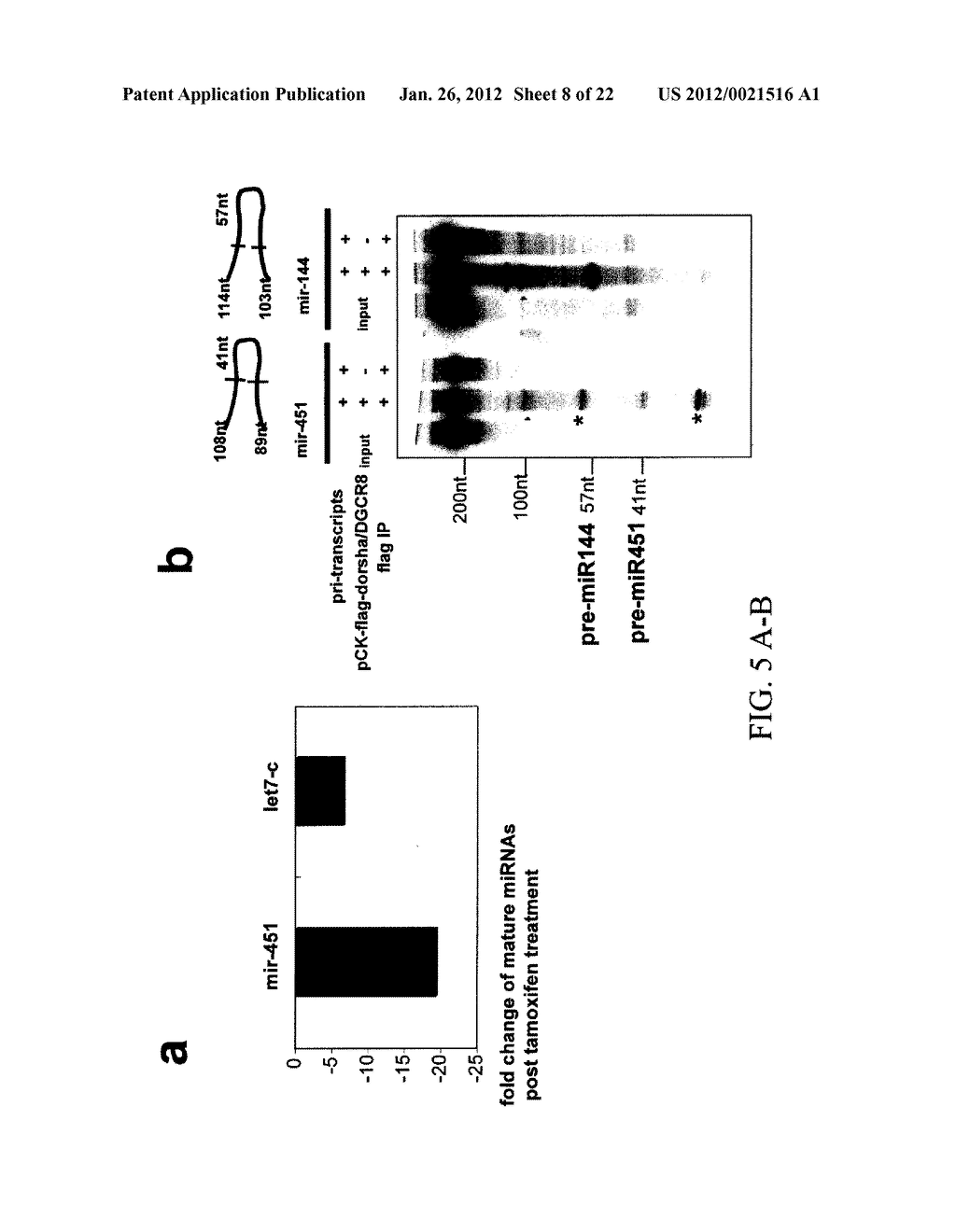 NOVEL STRUCTURALLY DESIGNED shRNAs - diagram, schematic, and image 09