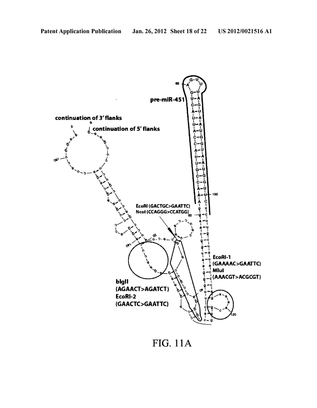 NOVEL STRUCTURALLY DESIGNED shRNAs - diagram, schematic, and image 19