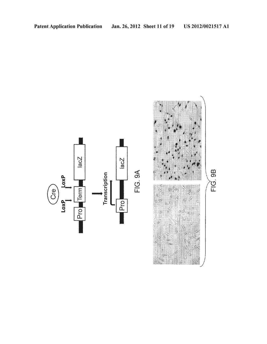 Bacterial Mediated Delivery of Nuclear Protein Into Pluripotent and     Differentiated Cells - diagram, schematic, and image 12