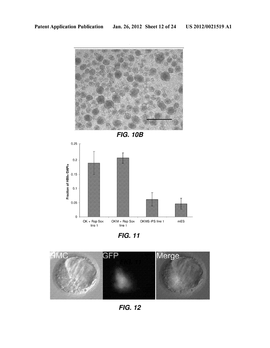 EFFICIENT INDUCTION OF PLURIPOTENT STEM CELLS USING SMALL MOLECULE     COMPOUNDS - diagram, schematic, and image 13