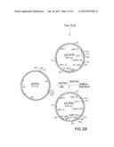 SURFACE DISPLAY OF WHOLE ANTIBODIES IN EUKARYOTES diagram and image