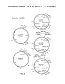 SURFACE DISPLAY OF WHOLE ANTIBODIES IN EUKARYOTES diagram and image