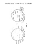 SURFACE DISPLAY OF WHOLE ANTIBODIES IN EUKARYOTES diagram and image