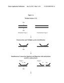 Methylation Ligation-Dependent Macroarray (MLM) diagram and image