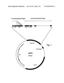 Expression Vector diagram and image