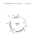 Expression Vector diagram and image