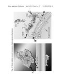 Glycoprotein Hormone Analogs diagram and image