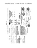 PROTEIN SCAFFOLD LIBRARY BASED ON KRINGLE DOMAIN STRUCTURE AND USES     THEREOF diagram and image