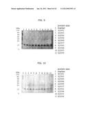 PROTEIN SCAFFOLD LIBRARY BASED ON KRINGLE DOMAIN STRUCTURE AND USES     THEREOF diagram and image