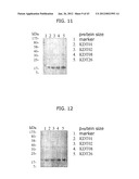 PROTEIN SCAFFOLD LIBRARY BASED ON KRINGLE DOMAIN STRUCTURE AND USES     THEREOF diagram and image