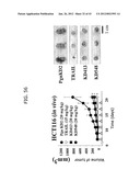 PROTEIN SCAFFOLD LIBRARY BASED ON KRINGLE DOMAIN STRUCTURE AND USES     THEREOF diagram and image