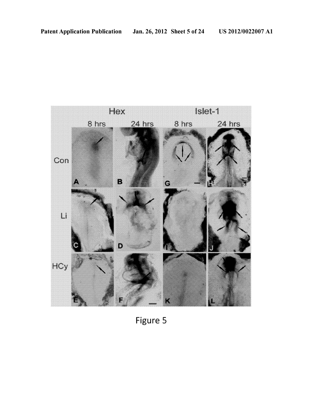 METHOD AND COMPOSITION FOR MODULATING CANONICAL WNT PATHWAY USING FOLATE     AND INOSITOL - diagram, schematic, and image 06