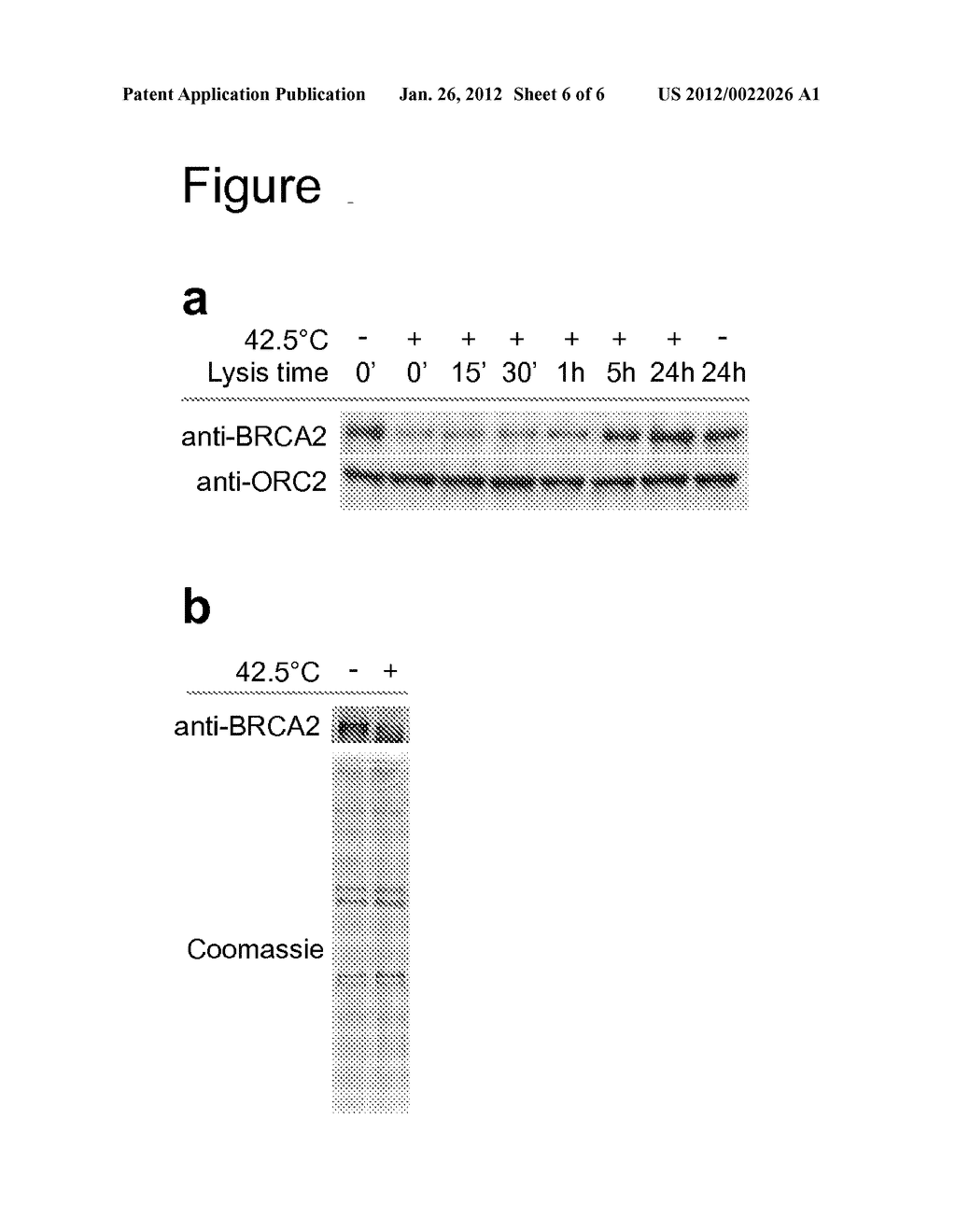 METHOD OF TREATING CANCER - diagram, schematic, and image 07