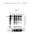 SULFONYL SEMICARBAZIDES, SEMICARBAZIDES AND UREAS, PHARMACEUTICAL     COMPOSITIONS THEREOF, AND METHODS FOR TREATING HEMORRHAGIC FEVER VIRUSES,     INCLUDING INFECTIONS ASSOCIATED WITH ARENAVIRUSES diagram and image