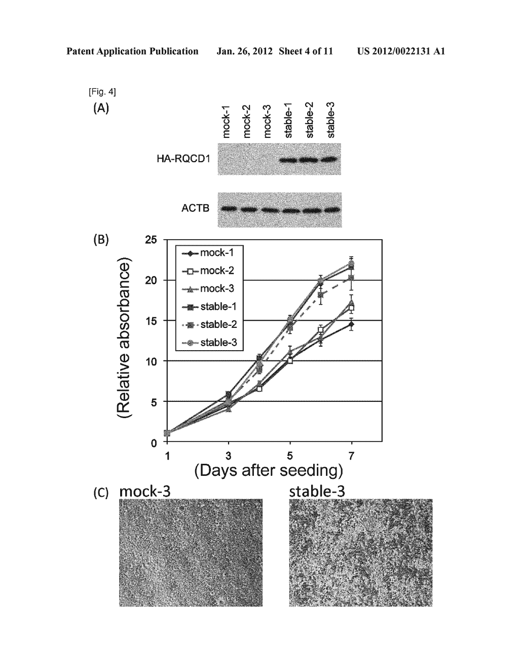 BREAST CANCER RELATED GENE RQCD1 - diagram, schematic, and image 05