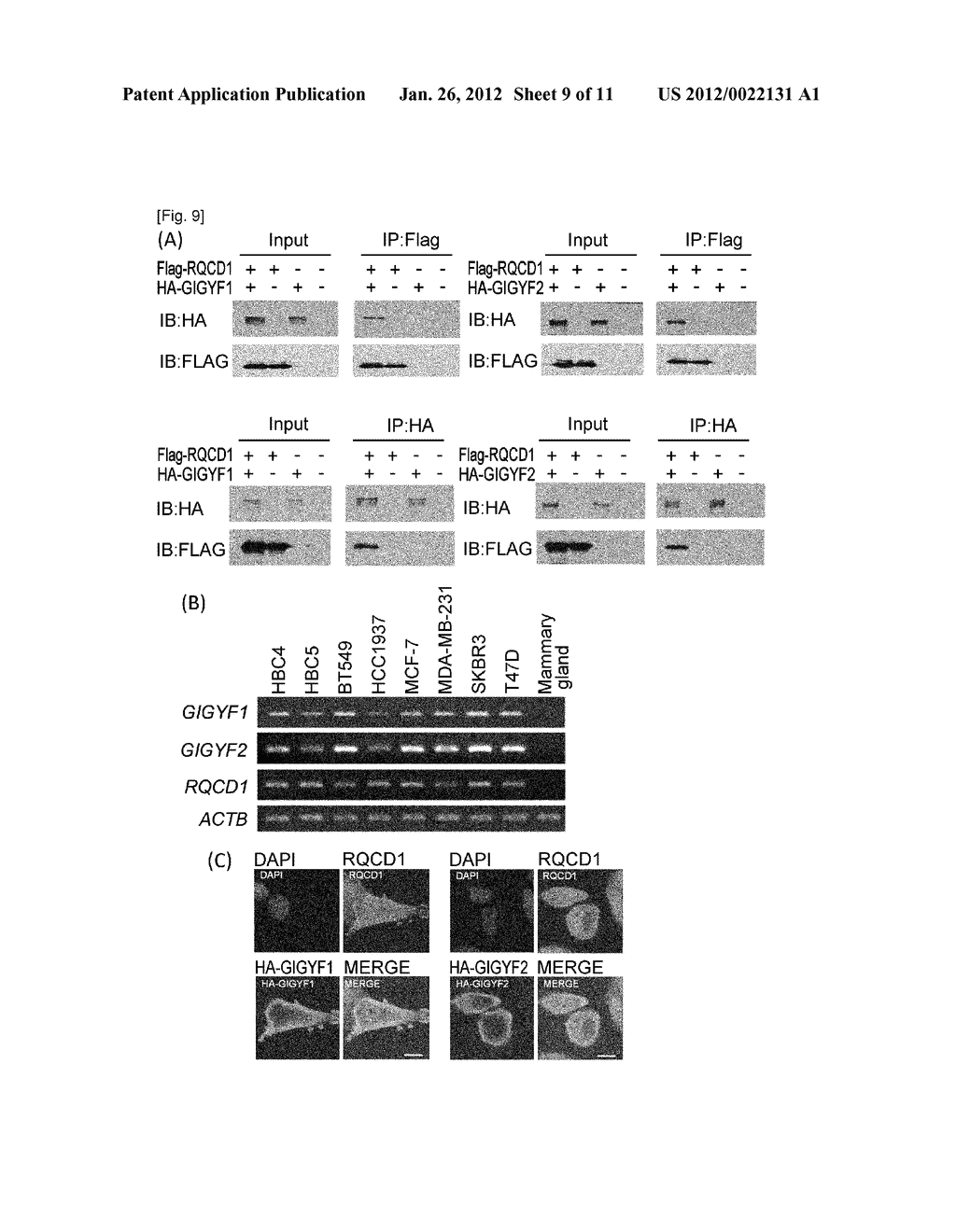 BREAST CANCER RELATED GENE RQCD1 - diagram, schematic, and image 10