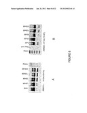 Antisense Oligonucleotides for Inducing Exon Skipping and Methods of Use     Thereof diagram and image