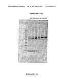 Antisense Oligonucleotides for Inducing Exon Skipping and Methods of Use     Thereof diagram and image