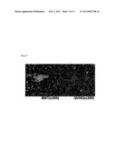 IMMUNOLOGICAL RECONSTITUTION PROMOTER OR PROPHYLACTIC AGENT FOR INFECTIONS     EACH OF WHICH MAINTAINS GRAFT-VERSUS-TUMOR EFFECT diagram and image